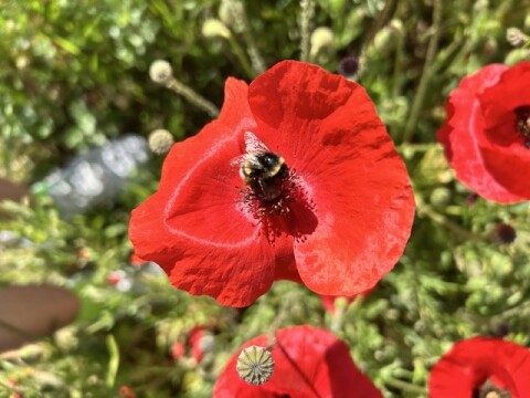 20260525 papaver4