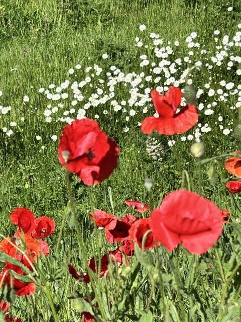 20260525 papaver7